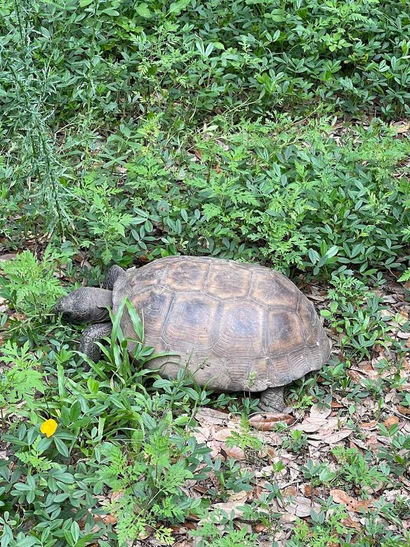 Wildlife Sightings Including Gopher Tortoises and Native Birds