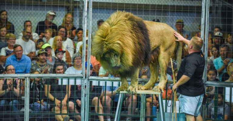 See Powerful Lions And Tigers Like Never Before At This Florida Sanctuary