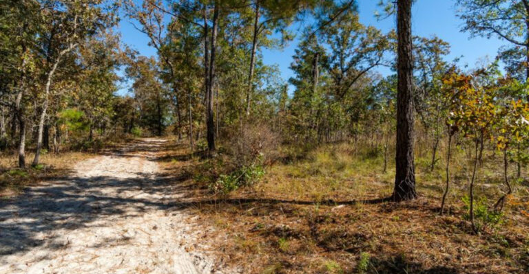 There’s A 30-Foot Ravine In Flat Florida, And It’s Hiding In A Quiet Forest