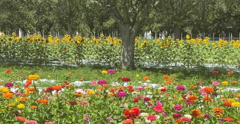 There’s A Sunflower Field Blooming In Florida Right Now, And It Looks Like A Storybook