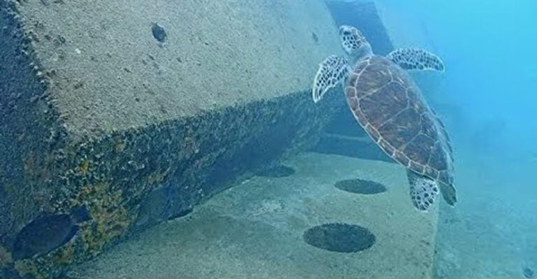 Think Florida’s Coolest Attractions Are Above Water? This Hidden Bay Proves Otherwise