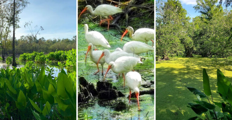 This 2-Mile Florida Nature Trail Is The Summer Escape You’ve Been Looking For