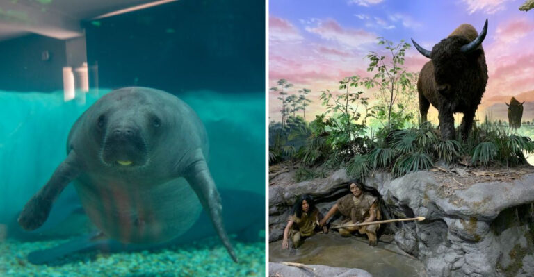 This Florida Museum Combines Science, Nature, and History Under One Roof