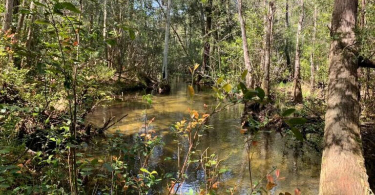 This Florida Trail Is Hiding a Surprise You Have to See to Believe
