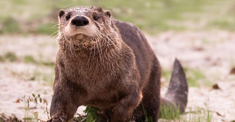 This Free Florida Sanctuary Helps More Than 4,500 Injured Wild Animals Every Year