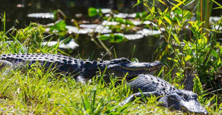 This Hidden Florida Wildlife Spot Has 1,700 Alligators and Costs Nothing to Explore