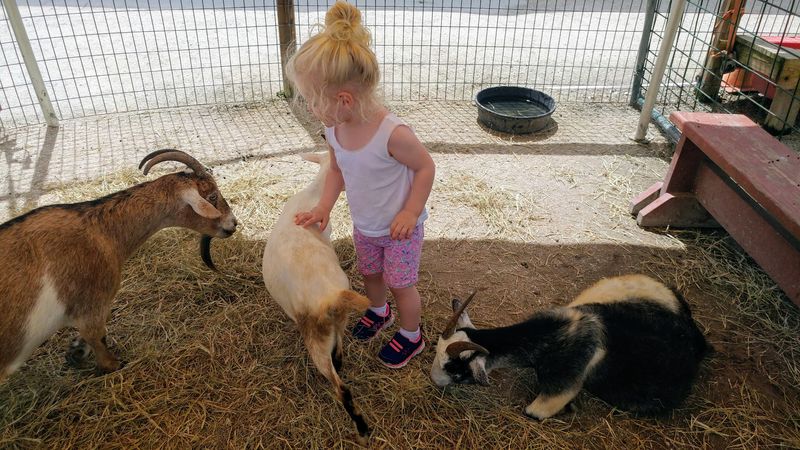 Family-Friendly Activities And Fair Pricing