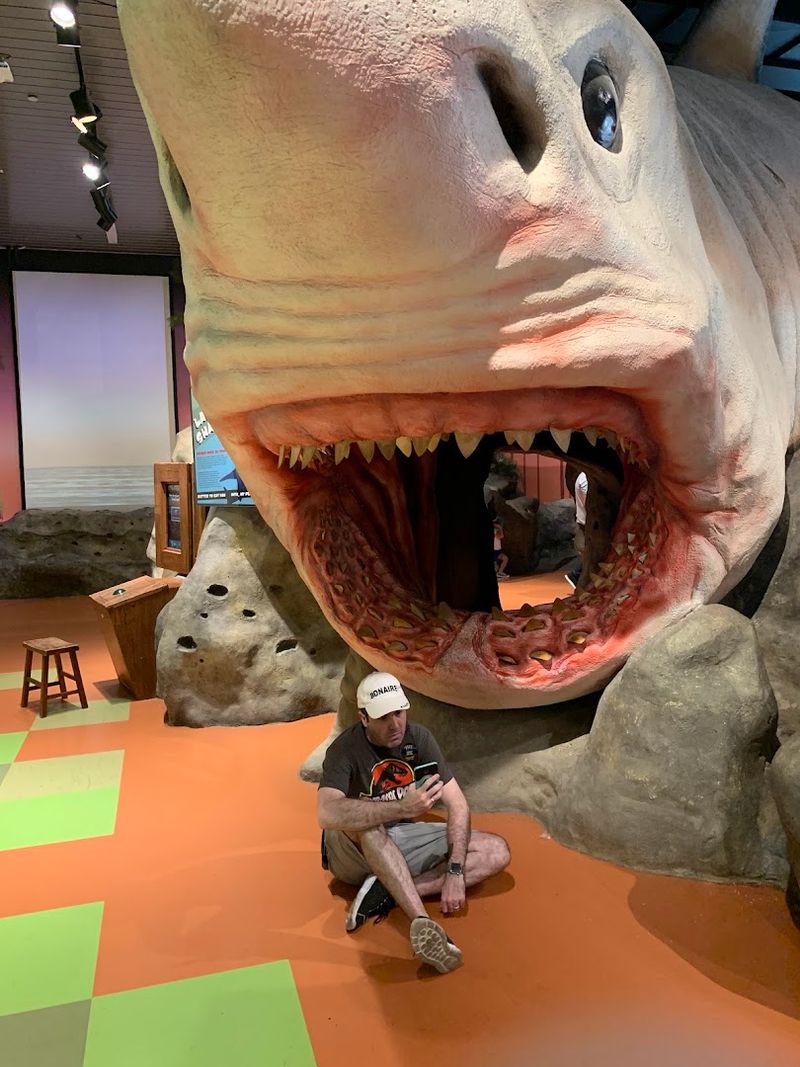 Reptile Collection Featuring Snakes, Spiders, and Gators