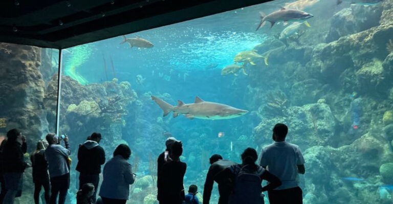 Walk Beneath Swimming Sharks at This Incredible Florida Aquarium Tunnel