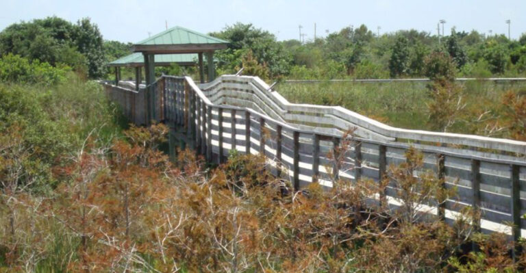 Walk Through 450 Acres Of Florida Wetlands Without Getting Your Shoes Wet