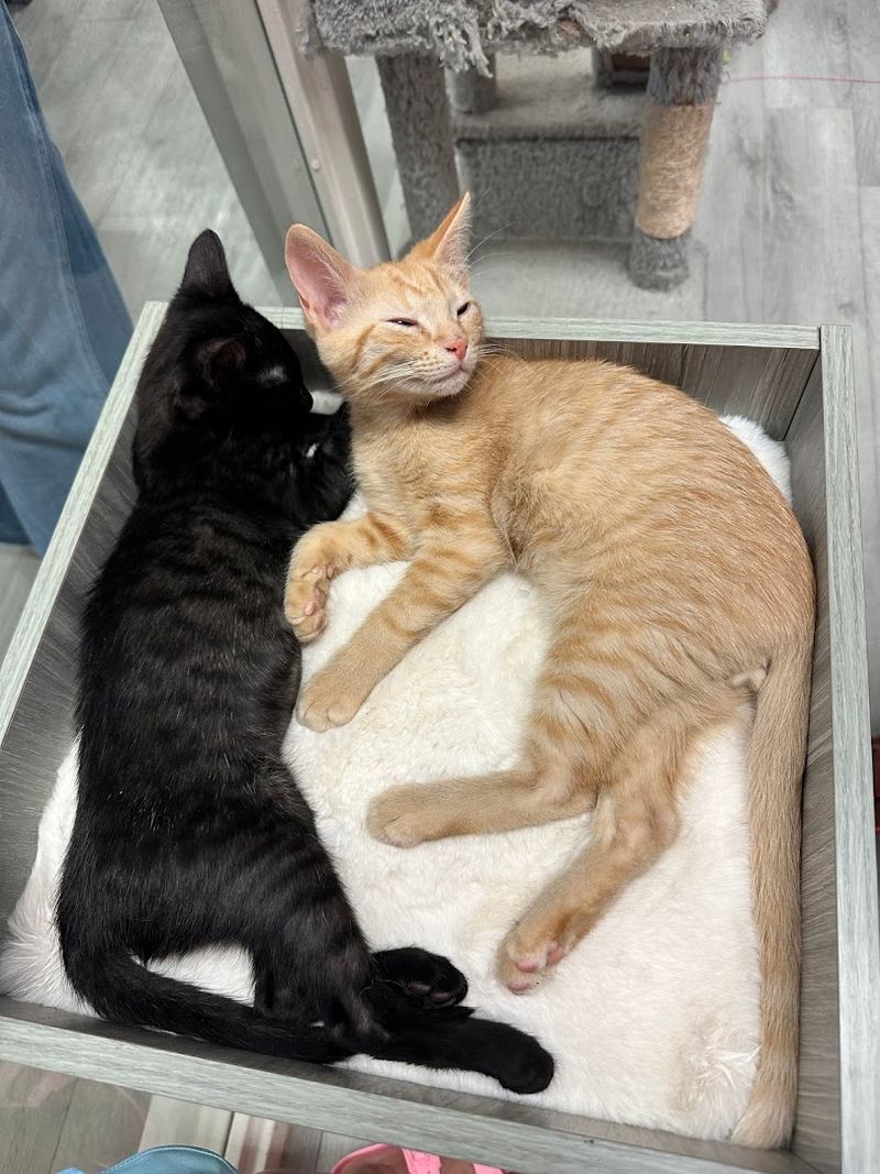 Find Your Perfect Match Through Thoughtful Adoption