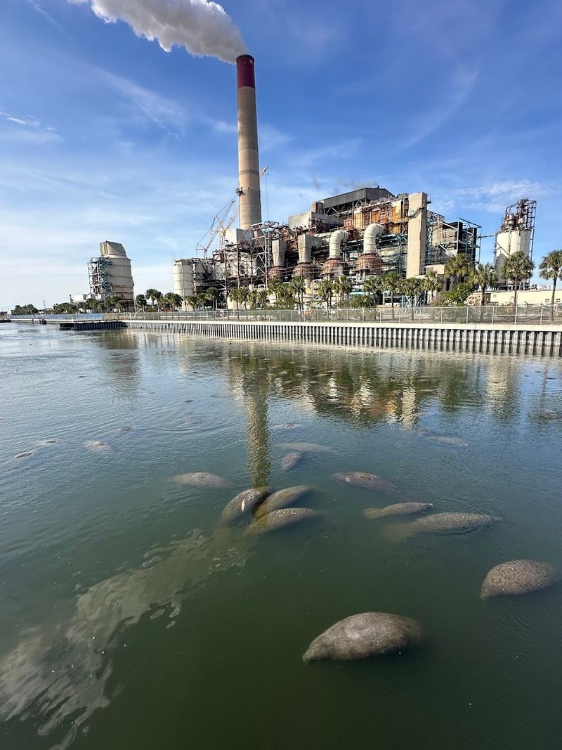 Manatee Viewing Center – Apollo Beach