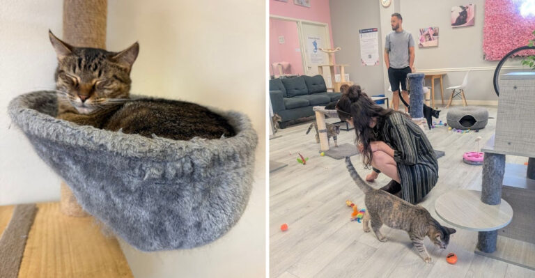 You’ll Leave Smiling After Visiting This Heartwarming Florida Cat Café
