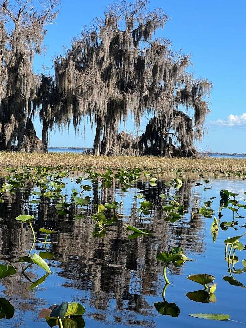 Blue Cypress Lake – Fellsmere