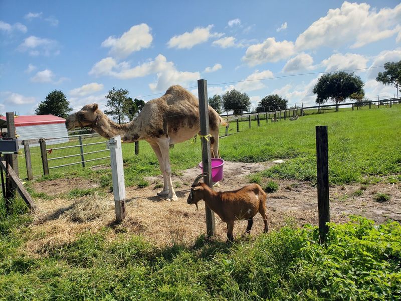 Exotic Animals Beyond the Typical Farm Experience