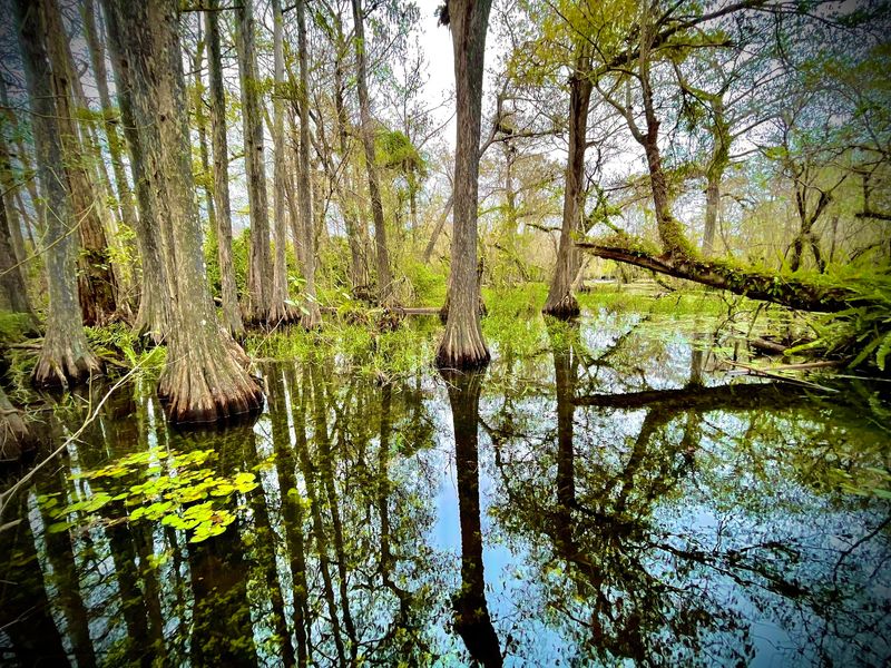 Those Massive Cypress Trees Will Blow Your Mind