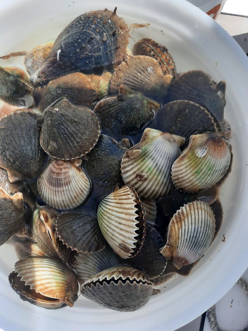Scalloping Season Draws Insiders Who Know