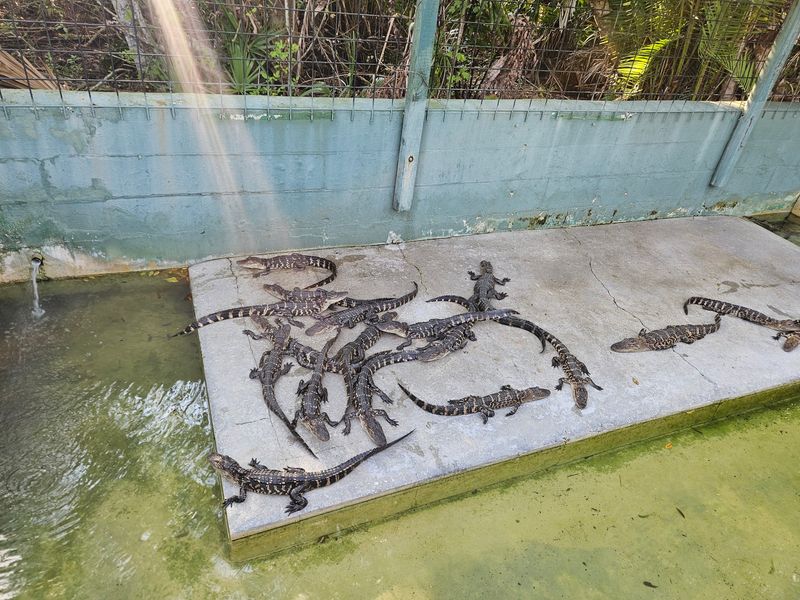 Hold a Baby Gator and Other Hands-On Animal Encounters