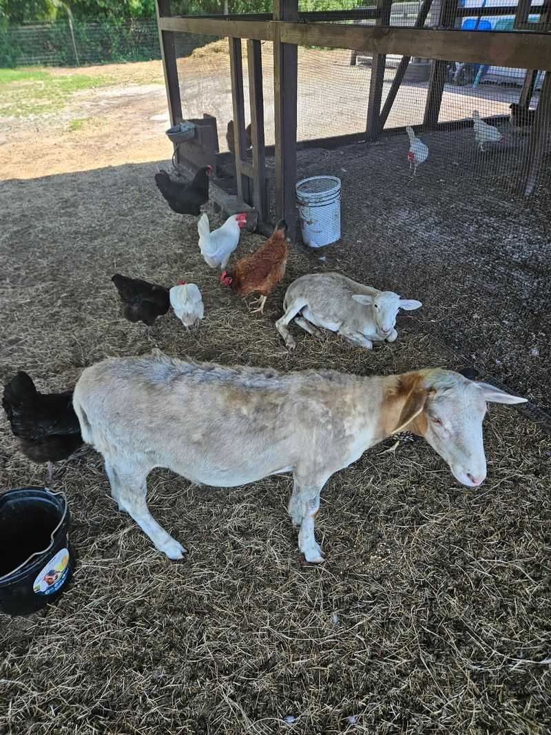 Chickens, Goats, and Baby Animals Galore