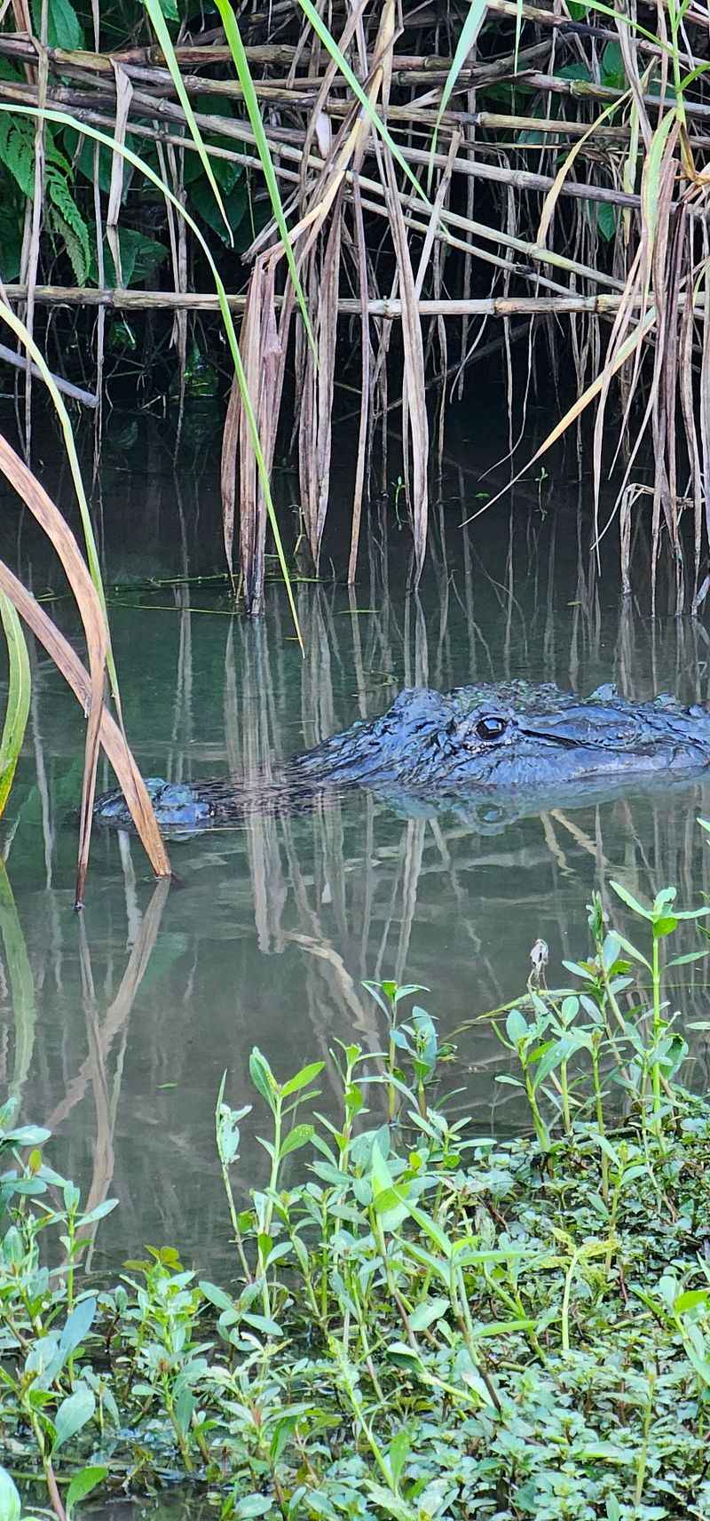 Guided Tours Through Everglades Mysteries