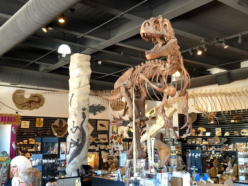 The Dinosaur Store