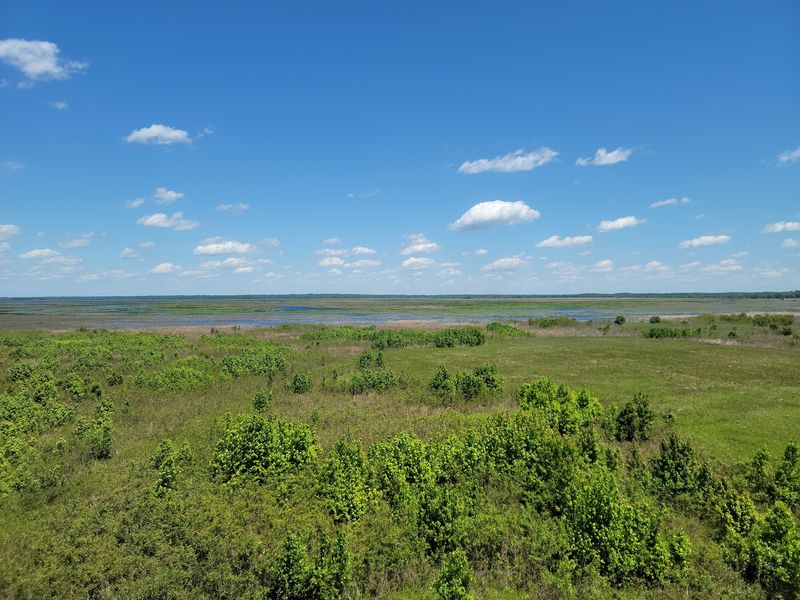 Wild Bison Roaming the Prairie Like You're Out West