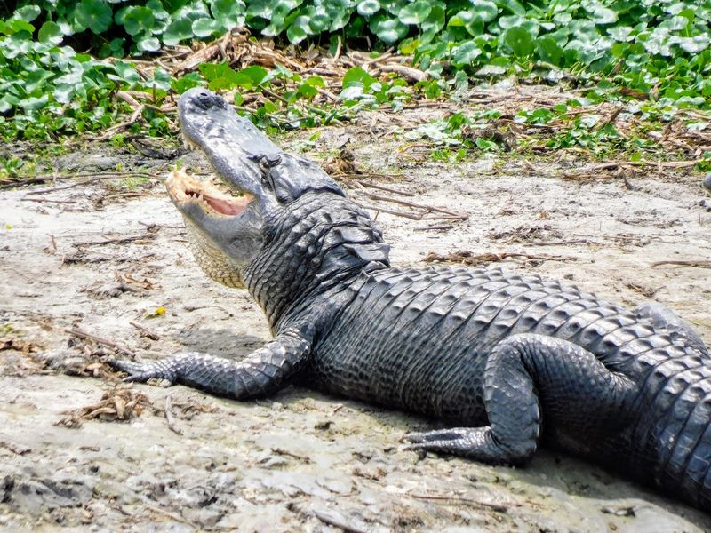 La Chua Trail's Famous Alligator Gathering Spot