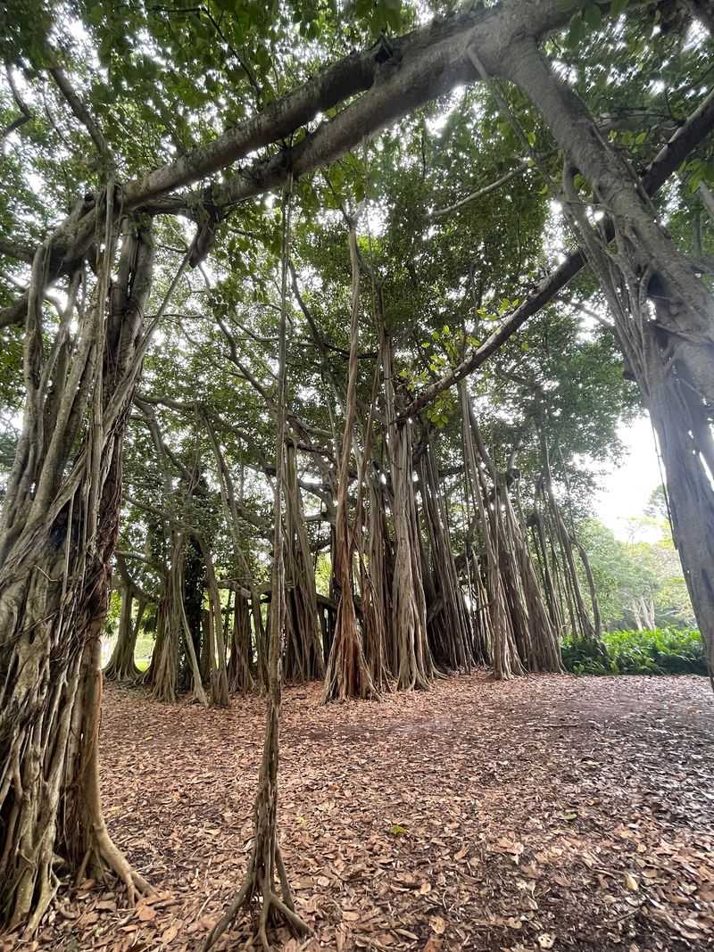 The Stunning Banyan Trees and Bayfront Grounds