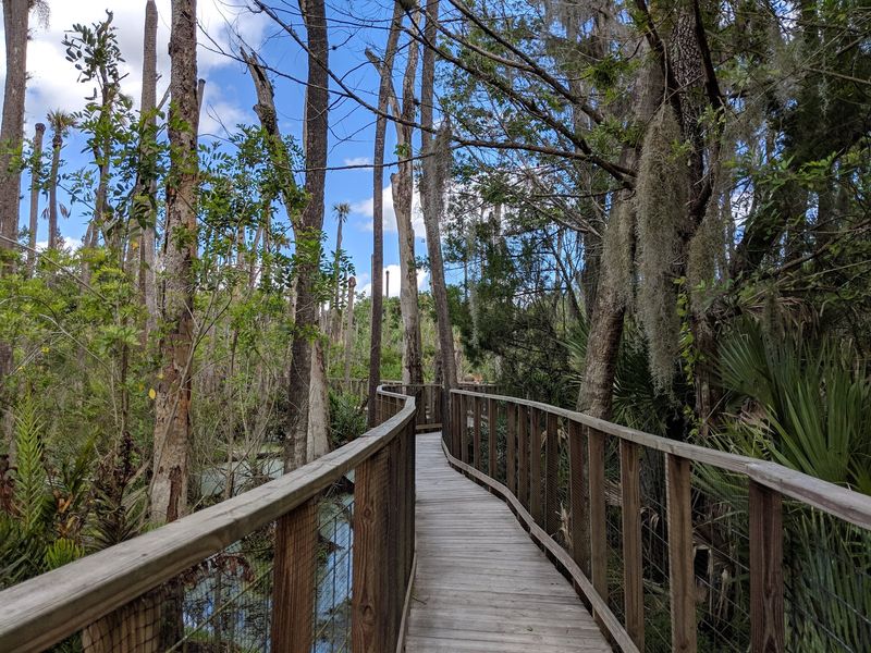 Swamp Boat Ride Through Real Florida Wilderness