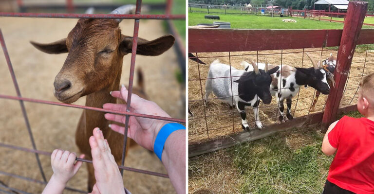 For a Quieter Animal Encounter, Visit This Florida Petting Zoo During the Week