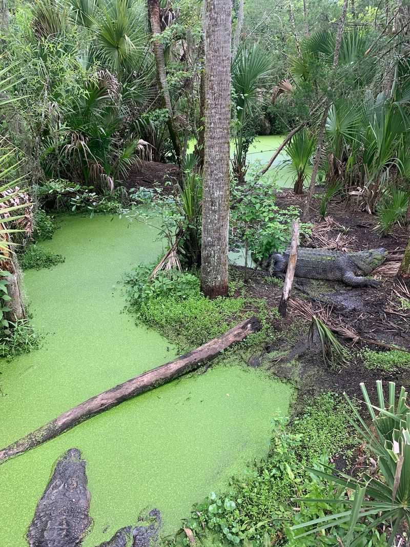 Old Florida Authenticity and Vintage Charm