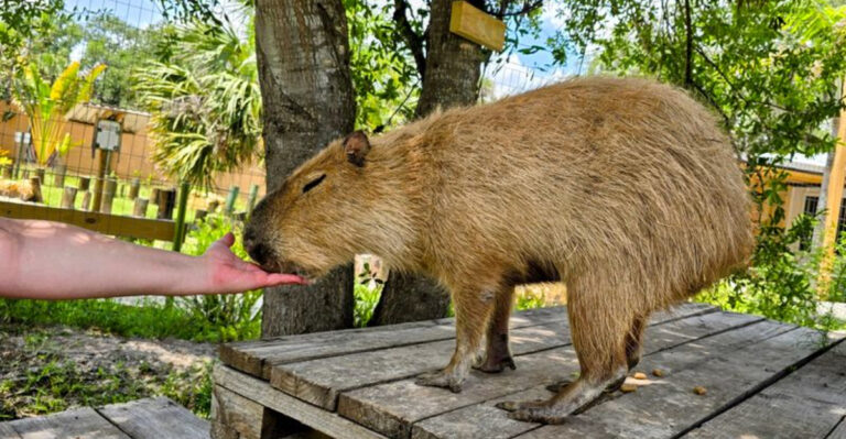I Can’t Believe More People Don’t Know About This Tiny Wildlife Park Near Fort Myers