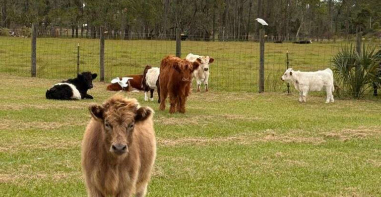 Meet Mini Horses and Highland Cows at This Charming Florida Farm