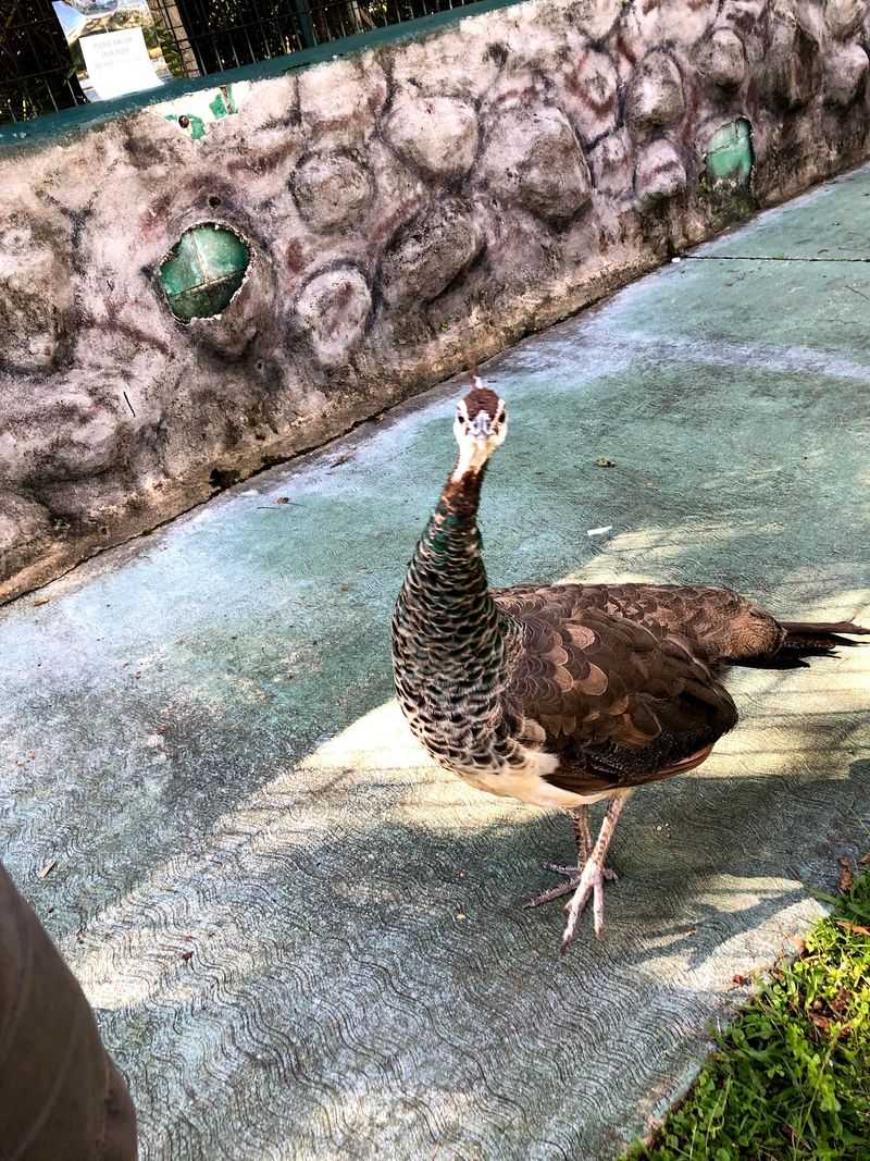 Exotic Animals Beyond Just Alligators