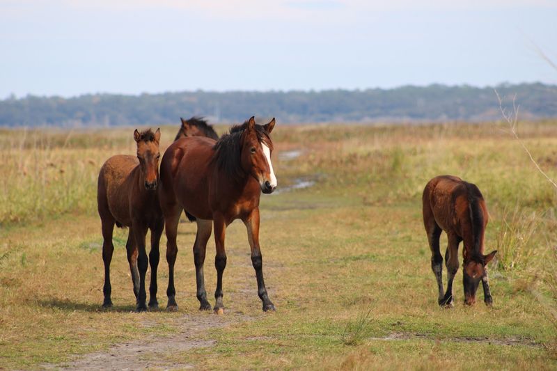 Spanish Mustangs Running Free Across Open Grasslands