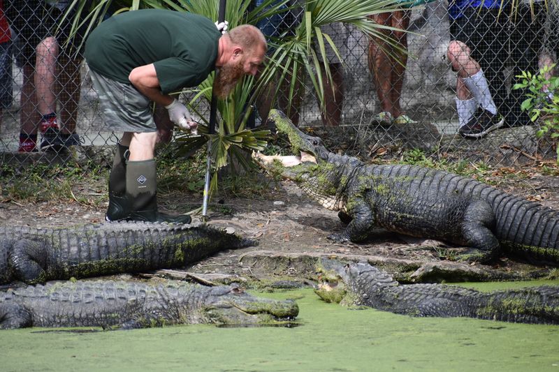 Up-Close Gator Feeding Shows That'll Make Your Heart Race