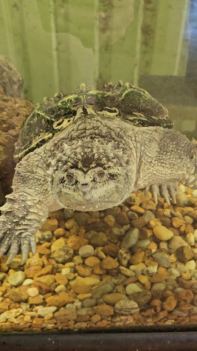 More Than Bigfoot: A Genuine Reptile Sanctuary