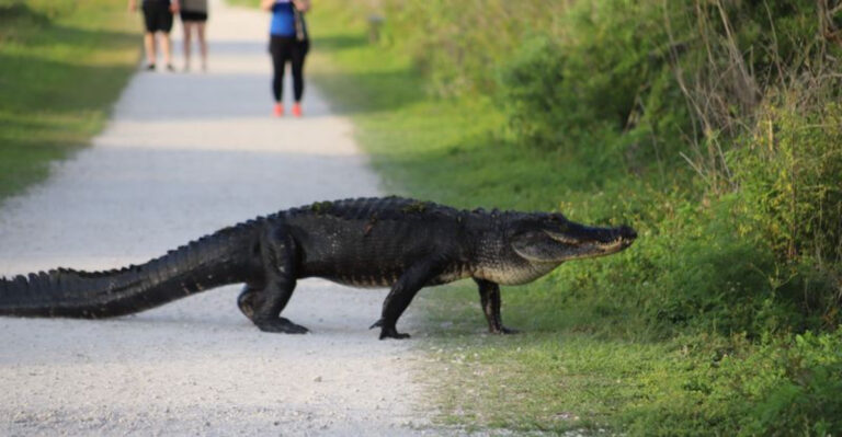 Skip the Zoo—These 13 Florida Wildlife Refuges Let You See Animals for Free