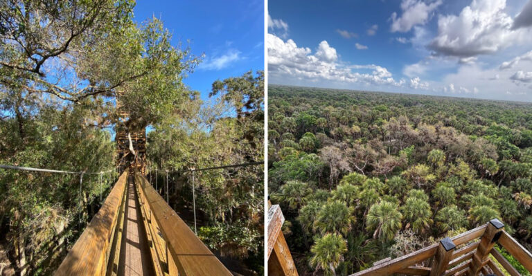 This Florida Canopy Walk Is Just 1 Hour and 25 Minutes From Tampa