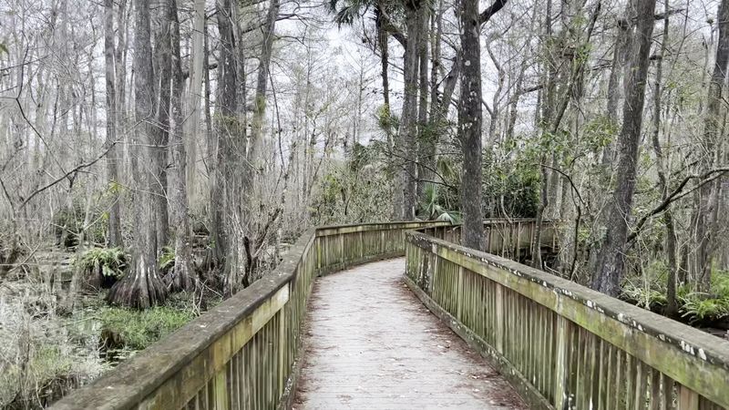 A Boardwalk That Takes You Into Another World