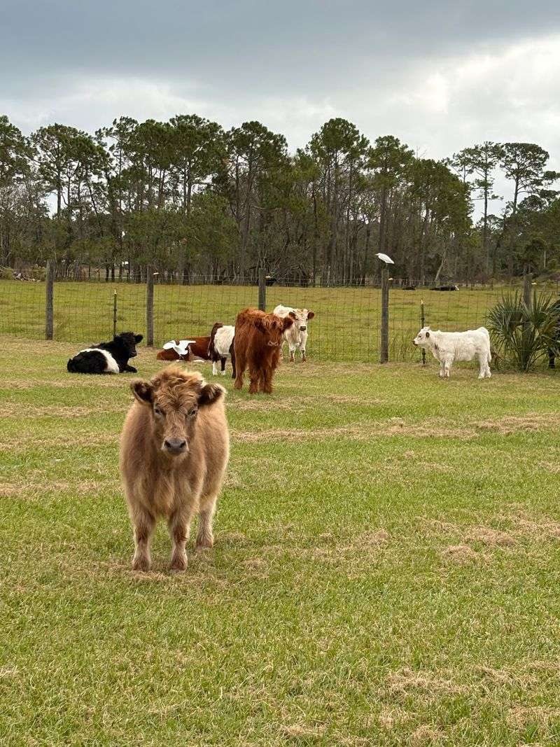 Miniature Highland Cows That Steal the Show