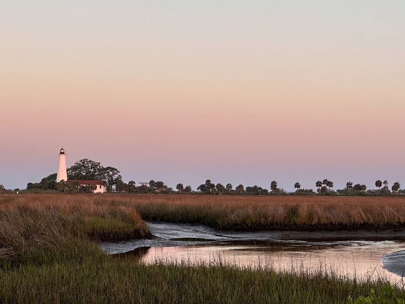 Abundant Alligator Viewing