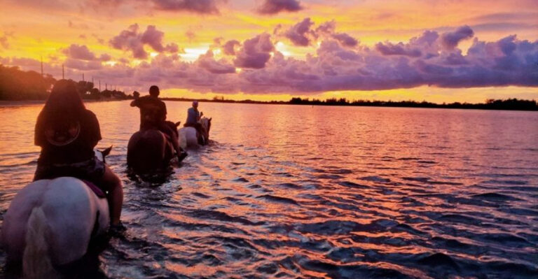 You Can Ride Rescued Gypsy Vanner Horses Through The Sea Near Tampa
