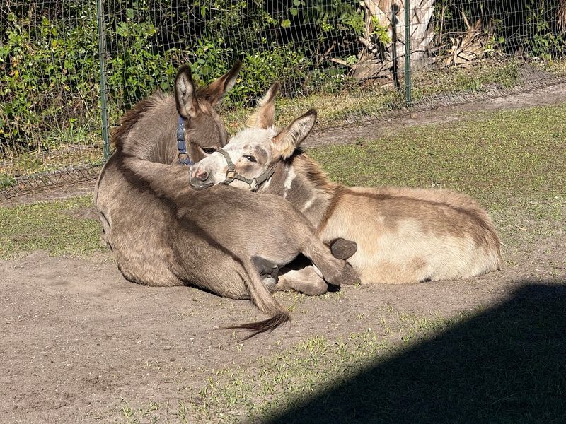 Mini Horses and Donkeys Ready for Cuddles