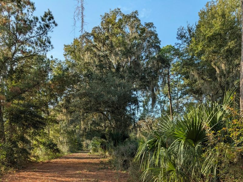 Price's Scrub State Park - Micanopy