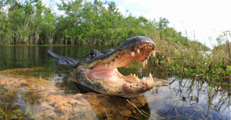 10 Florida Lakes Where You Should Always Assume an Alligator Is Nearby