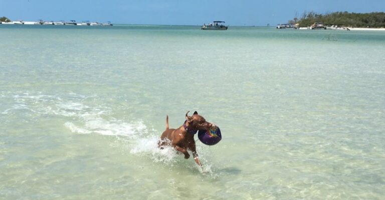 10 Florida Places Your Dog Will Love Just as Much as You Do