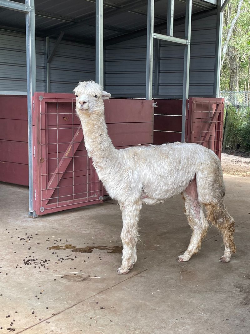 Barnyard Animals That Surprise First-Time Visitors