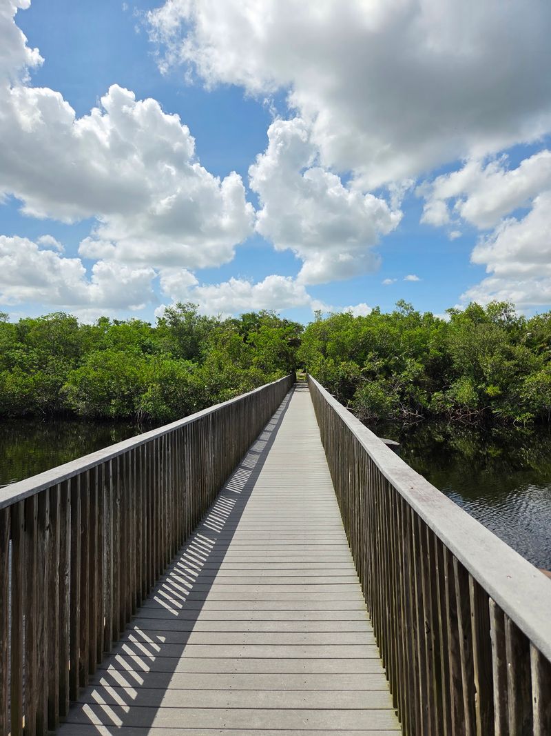 Boardwalk Through Mangrove Tunnels