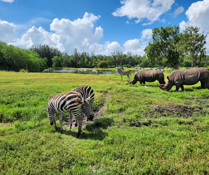Lion Country Safari - Loxahatchee